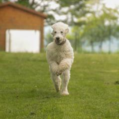 img_3960_20230516_1318363464