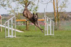 Parcourstraining Agility (19.04.2025)