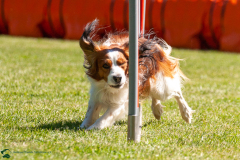 Agility Turnier (10.05.2025)