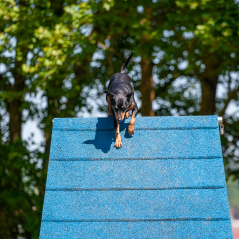 IMG_7468