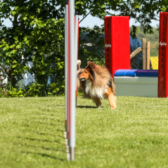 IMG_8266