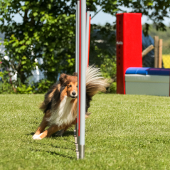 IMG_8271