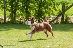 Obedience Prüfung (02.05.2026)