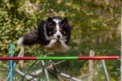 Agility-Trainingstag (29.08.2025)