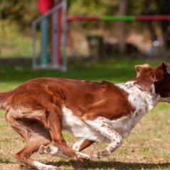 IMG_2438